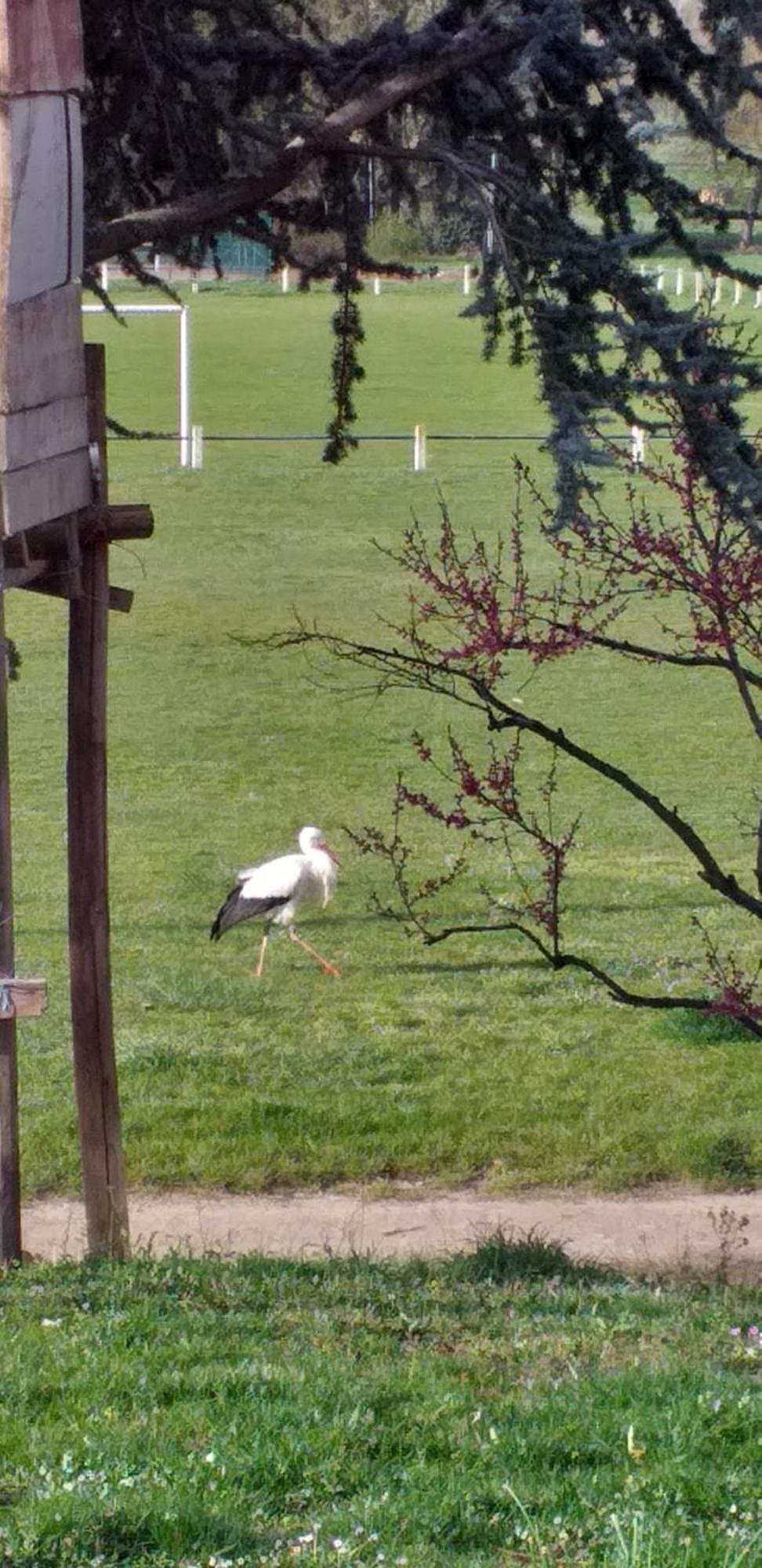 Gite Dans Vignoble Alsacien Westhalten المظهر الخارجي الصورة